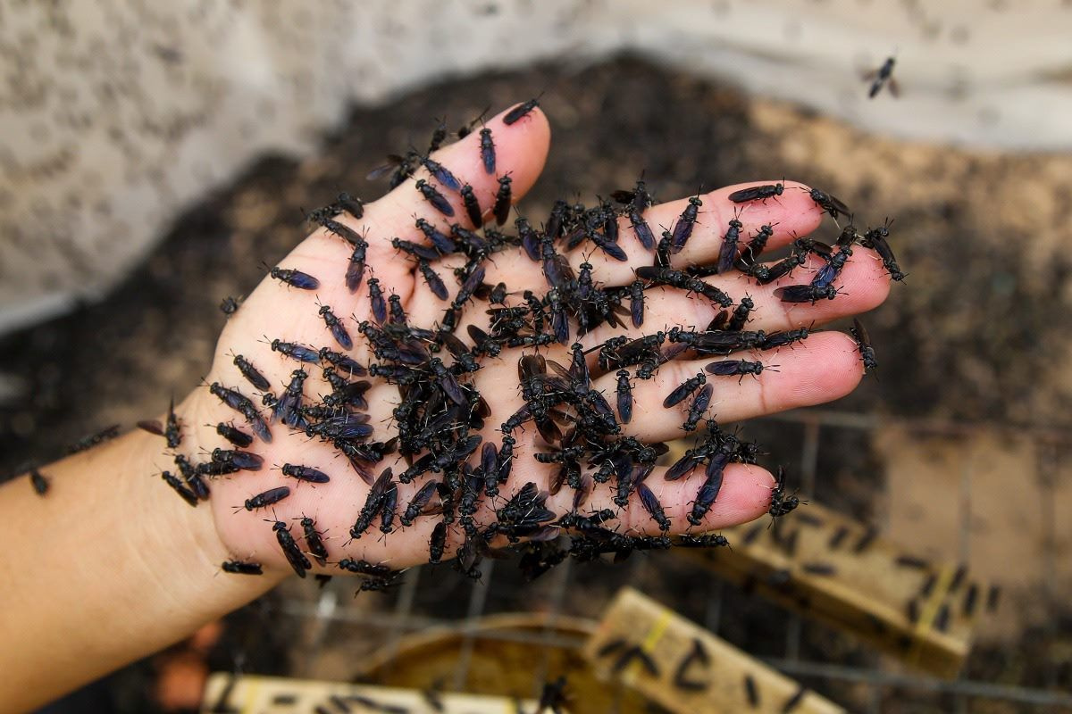 Nuôi ruồi lính đen